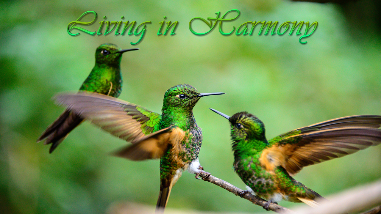 Music is the Voice of God. The voice of the Lord is powerful; the voice of the Lord is majestic. [Psalm 29:4]. *Image Loading. Ensure JavaScript is Enabled.*